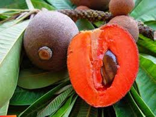 Cũng theo các chủ vườn, hồng xiêm đỏ Thái Lan ít sâu bệnh, dễ chăm sóc, thích hợp với mọi loại đất. Ảnh: Ambergris Caye.