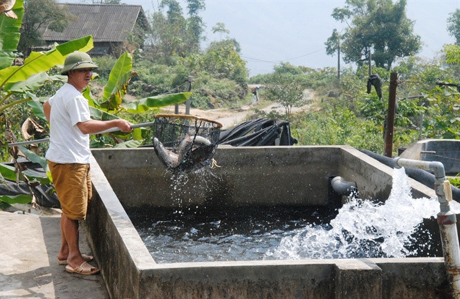 Trang trại của ông Quang hiện có 10 bể nuôi lớn nhỏ. Mỗi lứa, xuống gần 2 vạn con giống. Ảnh: Nongnghiep.