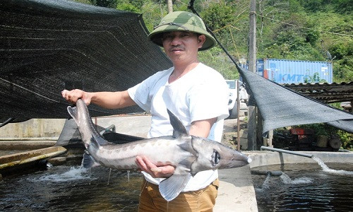 Dựa vào điều kiện tự nhiên thuận lợi, ông Lưu Văn Quang (xã Dền Sáng, Bát Xát, Lào Cai) đã thành công với mô hình nuôi cá tầm trên núi. Ảnh: Nongnghiep.
