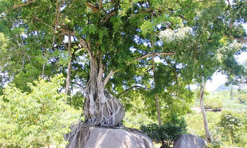 Cây sanh ở bản Kẻ Mui, xã Giai Xuân, huyện Tân Kỳ (Nghệ An) có tuổi đời lên đến nghìn năm được công nhận là cây di sản Việt Nam cao 27 m, tán rộng khoảng 35 m. Ảnh: Zing.