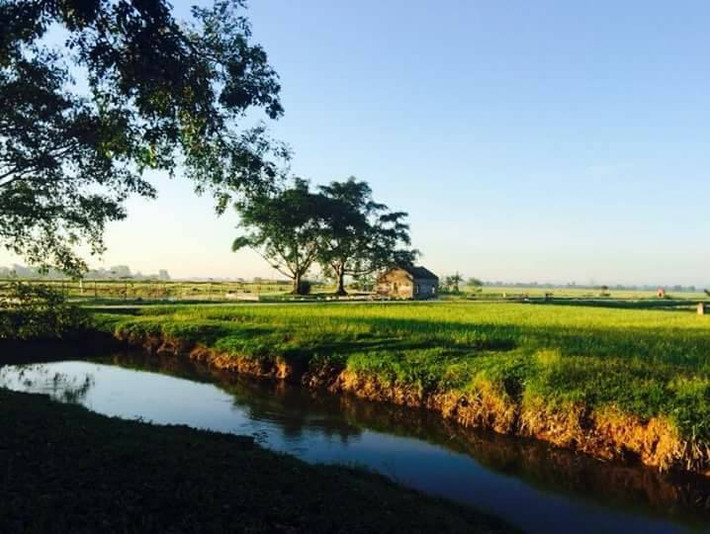 Mưa trút xuống cánh đồng Bồ Nâu thường muộn hơn các nơi khác. Thổ nhưỡng và khí hậu đặc biệt khiến cho đặc sản gạo Bồ Nâu có sự thơm ngon đặc biệt. Ảnh: FB Nguyễn Sáng.
