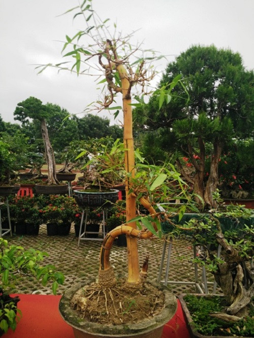 Cây tre bonsai dáng trực hoành thu hút sự chú ý của nhiều nghệ nhân. Ảnh: Printest.
