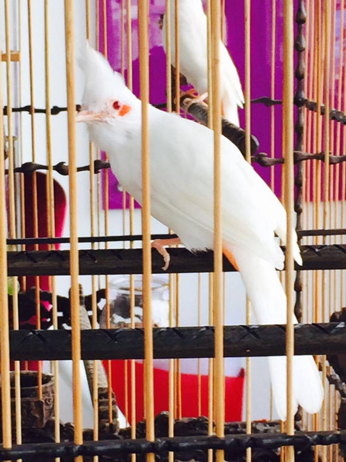 Trong bộ sưu tập của anh Chương còn có hàng chục chú chào mào bạch tạng, choè than bạch, chim họa mi bạch… có giá dao động từ 150 – 400 triệu đồng/con. Ảnh: PLVN.