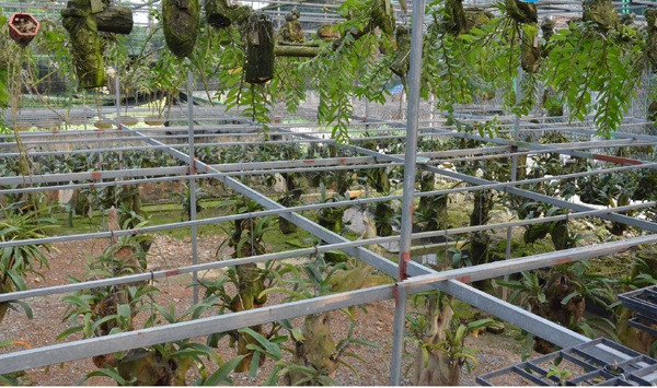 Vườn lan của anh có hơn 30 loài, trong đó lan rừng chiếm 98%, được anh sưu tầm ở nhiều vùng miền và cả ở nước bạn Lào, Myanmar, Campuchia...Ảnh: Baohatinh.
