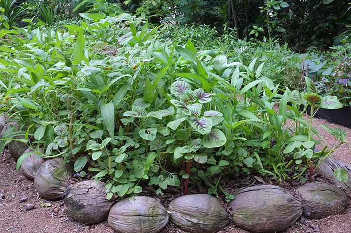 Rau dền, rau muống xen kẽ nhau.
