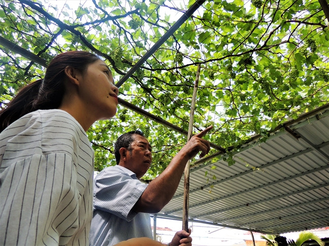Hiện, vườn nho của ông Ở cho thu hoạch 3 lần/năm. Ảnh: Phunuonline.
