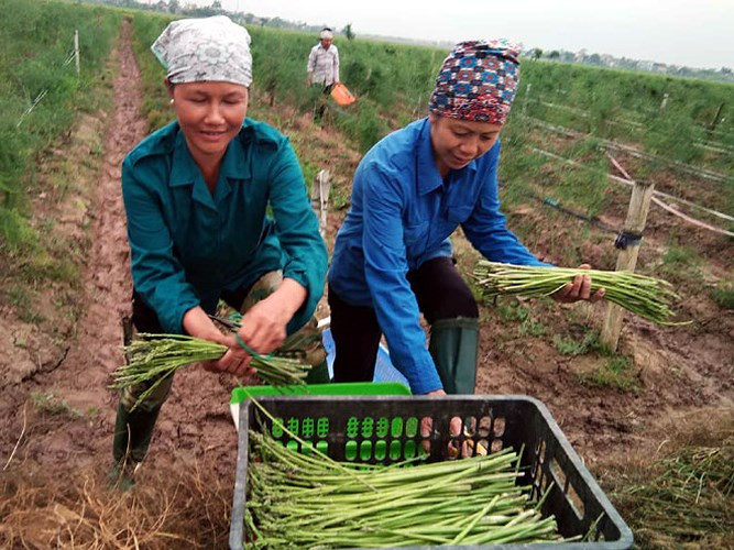 Mỗi ngày, anh Chung thu hái đều đặn 50 kg măng tây xanh, bán với giá bình quân 80.000 đồng/kg, lãi 4 triệu đồng/ngày. Ảnh: Dân Việt.
