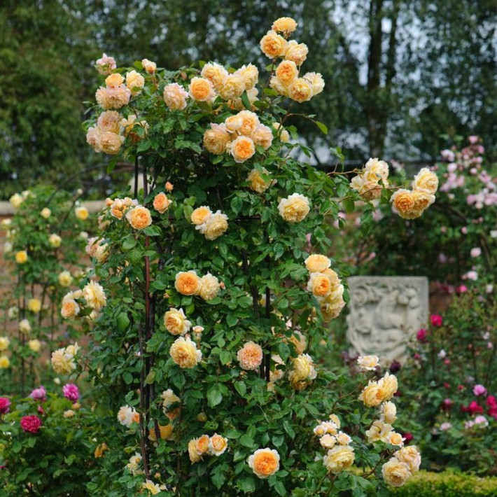 Hoa hồng leo Crown Princess Margareta 1 có màu cam đào, thơm lừng mùi trái cây. Cây dễ tạo dáng vòm cung, thích hợp làm đường viền chậu hoa. Ảnh: Hongleocolong.