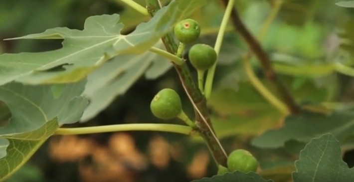 Trái có mùi thơm, dịu, vị thanh ngọt. Ảnh: Nongnghiepsach.