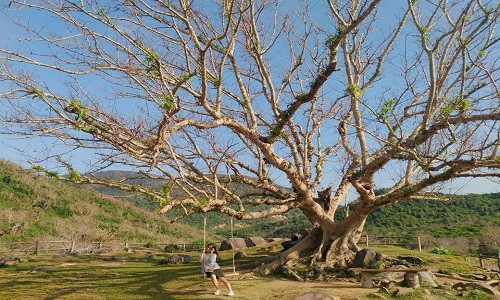 Nằm cách trung tâm TP.Tuy Hòa (Phú Yên) chừng 30km về hướng Nam, trang trại "B and U farm" sở hữu hai cây sung cổ thụ khoảng 100 năm tuổi nằm giữa rừng cuốn hút nhiều bạn trẻ đến tham quan và đem về nhiều bức hình “sống ảo” cực đẹp.