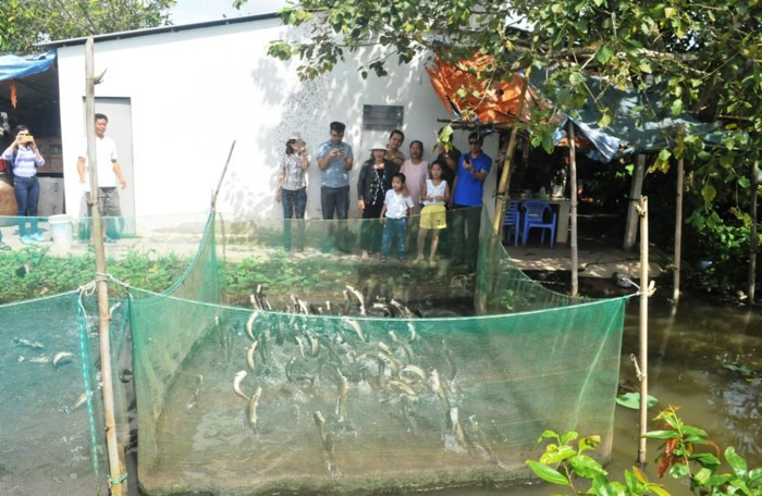 Du khách gần xa mỗi khi đến Cần Thơ đều muốn ghé thăm cá lóc bay độc nhất vô nhị này. Ảnh: GD&TĐ.
