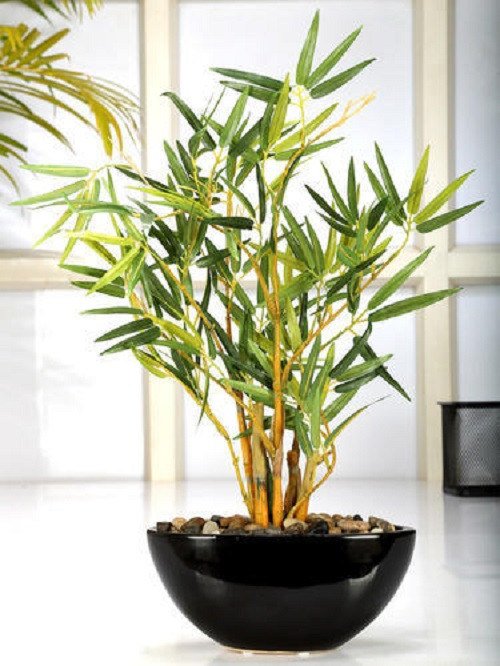 Tre bonsai mini có thể trang trí trên bàn trà, bàn làm việc hay bậu cửa sổ. Ảnh: Bonsai.