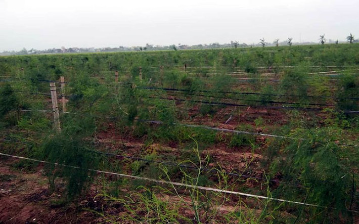 Anh Trần Văn Chung ở thôn Phúc Trung, xã Phúc Thành, huyện Vũ Thư, Thái Bình đầu tư trồng măng tây xanh trên 2,2ha đất. Ảnh: Dân Việt.