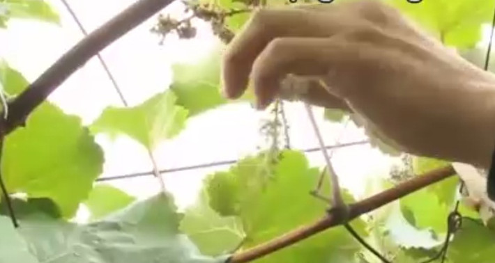 Để nho không hạt ăn được cả vỏ, ngay từ khi cánh hoa rụng xuống, người dân loại loại bỏ 90% số quả trên chùm, rồi dùng thủ thuật để nho không có hạt. Ảnh: NHK World.