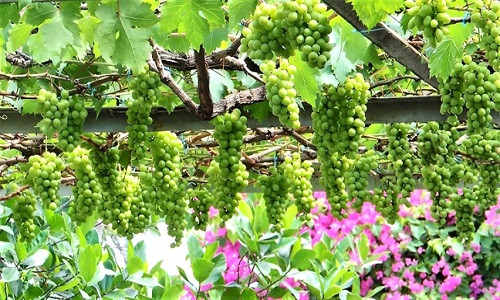 Những chùm nho trĩu quả không thua kém ở thủ phủ nho Ninh Thuận. Ảnh: Phunuonline.