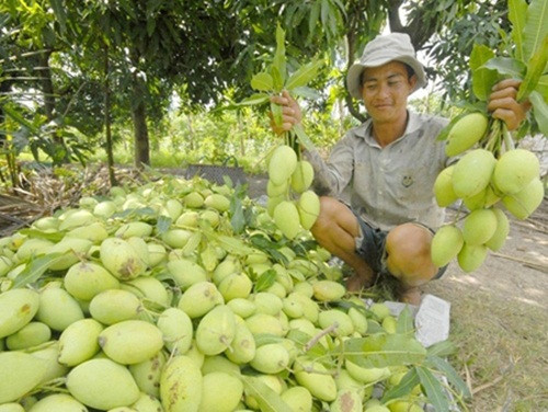 Xoài vào mùa từ tháng 3-5 dương lịch, năng suất trung bình 100kg/cây/năm. Ảnh: Dân Việt.