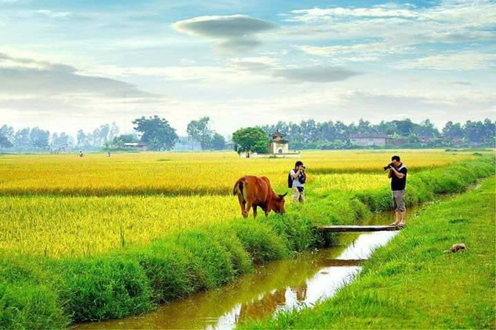 Hiện, diện tích trồng lúa bắc thơm số 7 ở Thanh Văn đạt khoảng 435 ha, phân bổ chủ yếu tại 4 thôn Tam Đa, Bạch Nao, Úc Lý, Quan Nhân. Ảnh: FB Nguyễn Sáng.