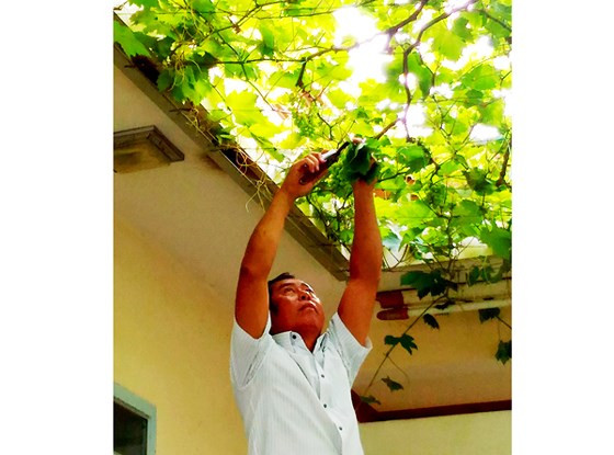 Không hài lòng, ông Ở mày mò, học hỏi kinh nghiệm chăm sóc, cắt ghép cành...đến nay vườn nho của ông đã cho những quả to và rất ngọt. Ảnh: SGGP.