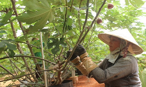 Thời gian gần đây, sung Mỹ đã được trồng thành công tại huyện Cẩm Mỹ (Đồng Nai). Ảnh: Baodongnai.