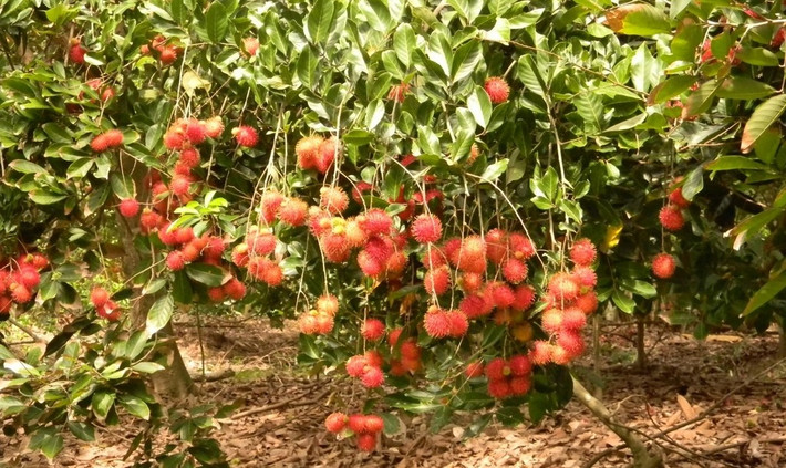 Mùa thu hoạch chôm chôm vào khoảng tháng 3 đến tháng 7 hàng năm. Ảnh: Traicaydungmap.