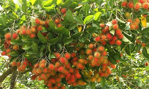 Vừa qua, Cục Bảo vệ Thực vật (Bộ NN-PTNT) đã phối hợp cùng Đại sứ quán New Zealand tại Việt Nam tổ chức Lễ công bố xuất khẩu quả chôm chôm Việt Nam sang New Zealand. Ảnh: Dulich.