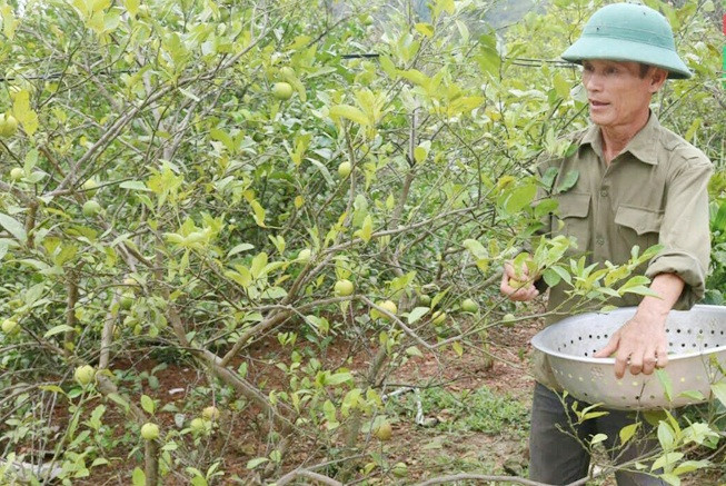 Năm nay, quả kém hơn nhưng giá tăng gấp 3 lần. Ảnh: Baovemoitruong. Video: Mô hình trồng chanh hữu cơ thu tiền tỷ/ Năm. Nguồn: VTC16.