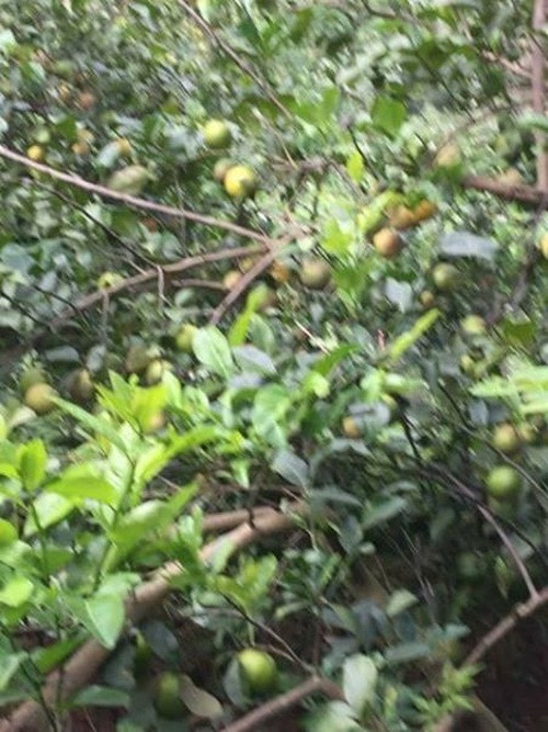 Sản lượng chanh giảm đáng kể cho thời tiết bất lợi, đặc biệt là 2 trận bão trong năm 2017 đã làm nhiều gốc chanh bị gãy đổ. Ảnh: FB Nguyễn Lệ Hằng.