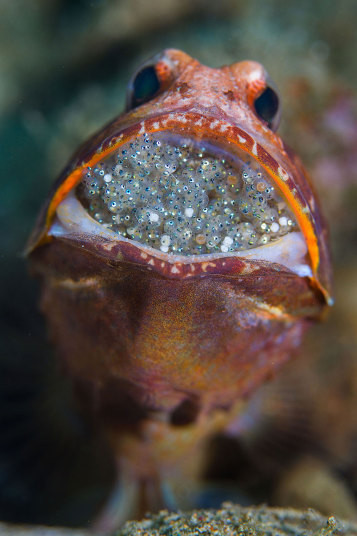 Cá jawfish đang ấp trứng trong miệng. Một con đực của loài cá này có thể ngậm được 400 quả trứng trong miệng.