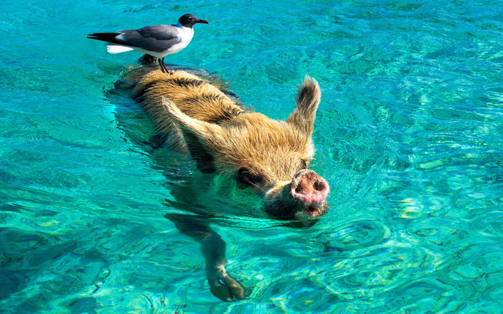 Chim mòng biển đậu trên lưng lợn đang bơi ngoài khơi đảo Big Major Cay, Bahamas.