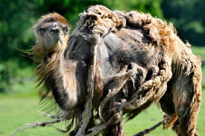Lạc đà Bactrian với bộ lông xơ xác trong vườn thú Whipsnade, Anh.