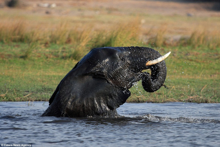 Botswana là quốc gia có nhiều voi nhất châu Phi. Sông Chobe cung cấp nước uống và giải nhiệt cho 50.000 con voi vào mùa khô.