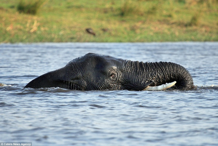 Voi tắm mát dưới sông Chobe ở Botswana.