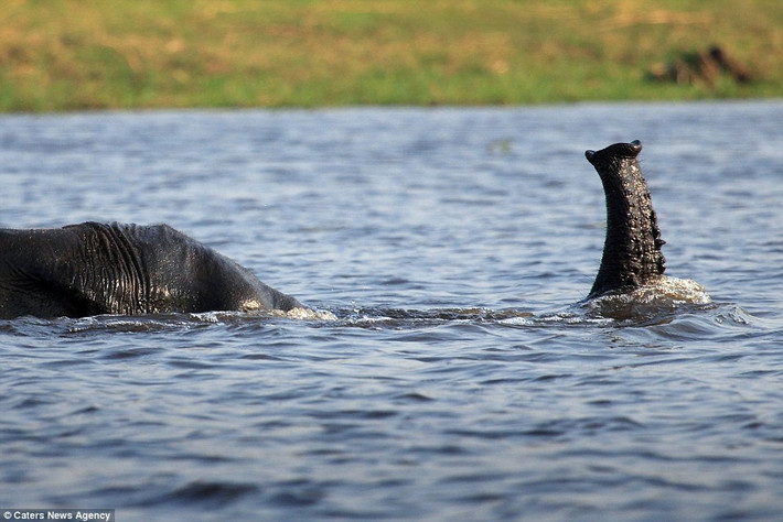 Một con voi châu Phi cong vòi giải làm quái vật hồ Loch Ness dưới sông Chobe ở Botswana.