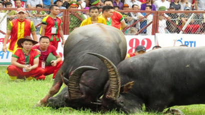 Liên quan đến vụ trâu chọi húc chết chủ ở Đồ Sơn, cục Văn hóa cơ sở đề nghị Sở VHTT Hải Phòng kiểm tra, rà soát công tác tổ chức Lễ hội chọi trâu Đồ Sơn năm 2017, đặc biệt là công tác đảm bảo an ninh, an toàn trong lễ hội. “Trường hợp khi công tác chuẩn bị cho các hoạt động lễ hội chưa đảm bảo an toàn theo quy định, đề nghị báo cáo UBND thành phố Hải Phòng tạm dừng việc tổ chức lễ hội chọi trâu năm 2017”, văn bản nêu rõ. Ảnh minh họa.