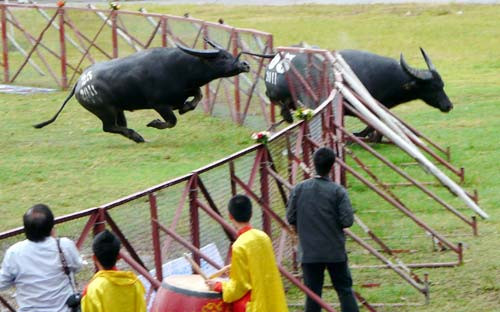 Trong màn rượt đuổi, các trâu chọi đã phá rào, lao ra ngoài và húc nhiều người đến xem lễ hội chọi trâu. Người bị thương nặng nhất là anh Bùi Văn Đông (trú tại xã Đoàn Xá, huyện Kiến Thụy) bị dập bàng quang, rách hậu môn, trên cơ thể còn nhiều vết thương.