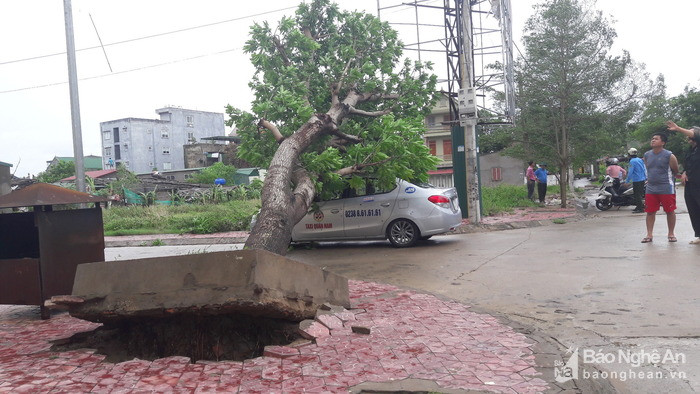 Một cây xanh bật gốc đè trúng taxi đỗ bên đường. Ảnh: Báo Nghệ An.