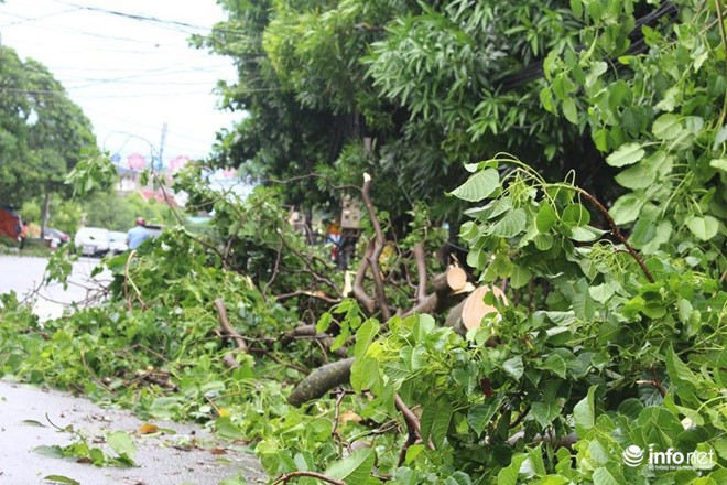 Tại Hà Tĩnh, các con phố như Nguyễn Biểu, Đặng Dung, Phan Đình Phùng tan hoang sau khi bão đi qua. Công nhân đô thị phải nhanh chóng dọn dẹp, cắt xẻ cây cối bị gãy, bật gốc. Ảnh: Infonet.