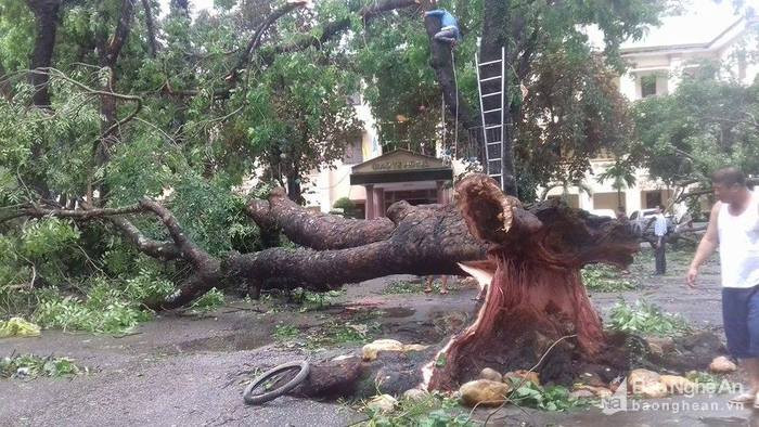 Tại thành phố Vinh, Thanh Hóa, Hà Tĩnh có mưa lớn kéo dài. Một số tuyến đường ở Hà Tĩnh bị ngập. Gió bão quật đổ nhiều cây lớn, bẻ gãy nhiều biển quảng cáo. Ảnh: báo Nghệ An.