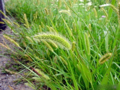 So với các loại cây dùng làm thức ăn chăn nuôi khác, cỏ đuôi cáo xanh có nhiều ưu điểm hơn như giá thành thấp, nhân giống tiết kiệm chi phí hơn. Ảnh: Getty