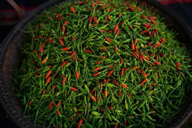 Mỗi năm, ớt a riêu thu hoạch 4 đợt, mỗi đợt cách nhau 15 ngày. Bình quân, mõi cây ớt cho năng suất từ 300 gam mỗi vụ. Ảnh: VTV