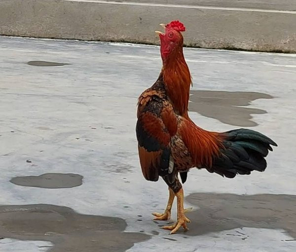 Trên thị trường, gà tre Bắc tít có giá từ vài triệu đến vài chục triệu đồng/con. Ảnh: Facebook