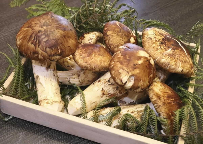 Ít ai biết, nấm Matsutake xưa kia từng mọc hoang nhiều vô kể ở Trung Quốc nhưng hiếm ai hái ăn. Trước những năm 1980, người dân vùng Tây Nam Trung Quốc chỉ coi chúng là một loại nấm dại vô giá trị. Ảnh: Janbox