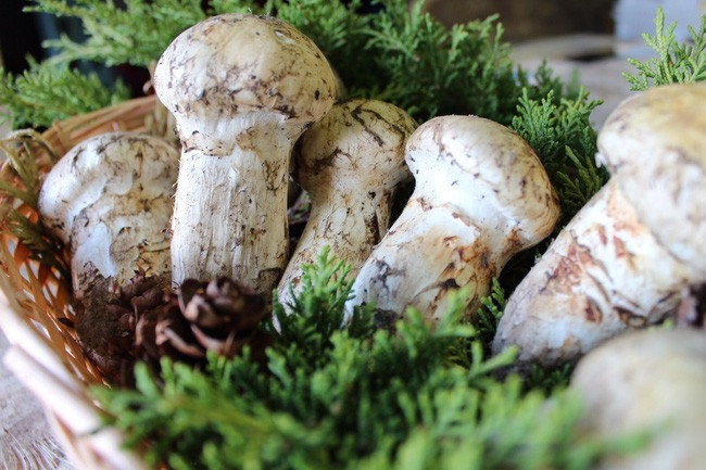 Nấm matsutake được mệnh danh là "ngon nhất thế giới", nằm trong top thực phẩm đắt đỏ ngày nay khi có giá khoảng 2.000 USD/kg (hơn 50 triệu đồng). Ảnh: NamngonViet
