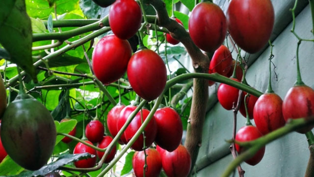 Cà chua thân gỗ khá sai quả, có thể dùng để ăn ngay hoặc sử dụng trong chế biến các món ăn khác với vị ngọt, hương vị đậm. Ảnh: Dân Việt