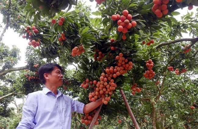 Những trái vải thiều mọc từ thân đến ngọn, chín có vỏ đỏ chót, chất lượng đồng đều. Ảnh: Dân Việt