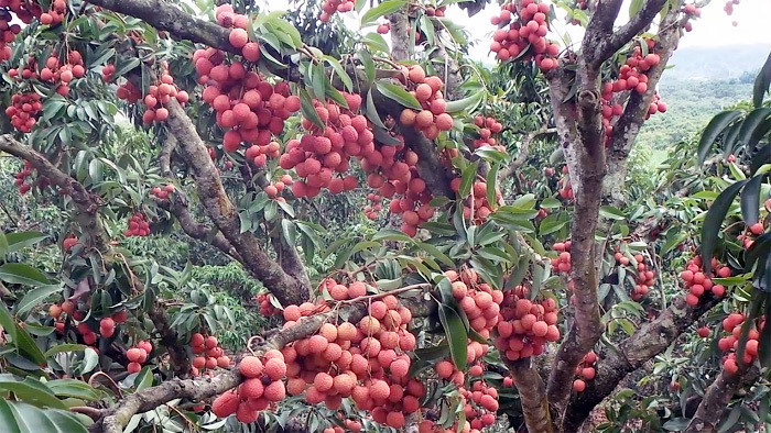 Ông Hành đã sáng tạo ra phương pháp ép vải ra quả tử thân. Cách làm này giúp người trồng vải có thu nhập cao hơn hẳn so với cách trồng vải truyền thống. Ảnh: Vietnamnet