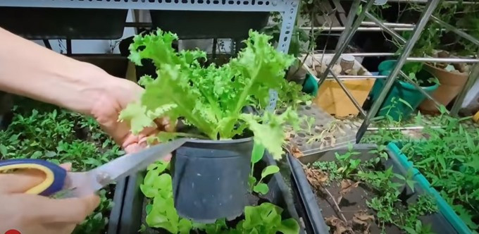 Cẩm Ly thích thay đổi các loại rau trong khu vườn nên thường chọn những loại ngắn ngày để trồng như: xà lách Việt, xà lách Nhật... Ảnh chụp màn hình