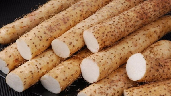 Củ mài (hay còn gọi khoai mài) là loại cây day leo mọc hoang dại ở vùng núi miền Bắc, miền Trung. Xưa kia, khi đời sống còn nhiều khó khăn, củ mài được xem là một trong những loại lương thực giúp nhiều người chống đói. Ảnh: Internet