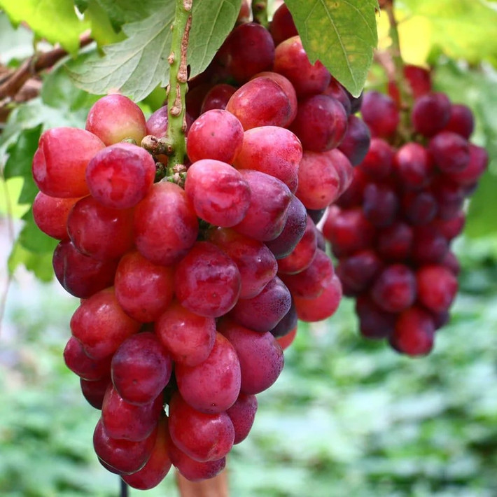 Ban đầu giống nho này có hạt nhưng nhờ công nghệ Nhật mà họ đã tạo nên giống nho mới, chùm đều khít, không hạt. Ảnh: Premium Korean