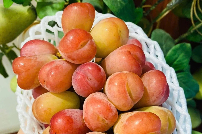 Mức giá này khá cao so với các dòng nho Nhật Bản khác như nho sữa Nagano khoảng 1,3 triệu đồng/chùm, nho mẫu đơn xanh Shine Muscat có giá 1,5 triệu đồng/chùm. Ảnh: Mia Fruit